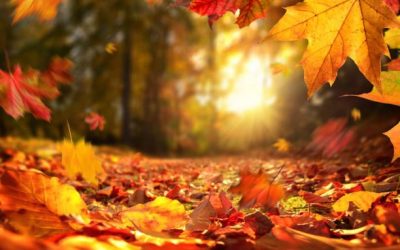 Leaf Vacuuming Services For Single Family Homes